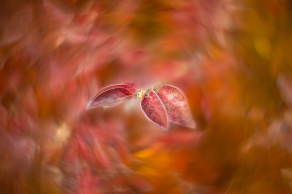 Sea of red, My Front Yard, Strathmore, AB, 2025-10-24
