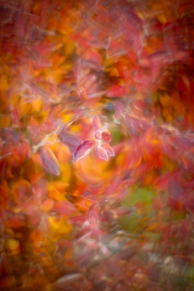 I'll give you a swirly, My Front Yard, Strathmore, AB, 2025-10-24