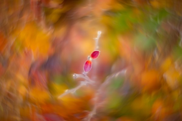 Last dance, My Front Yard, Strathmore, AB, 2025-10-24