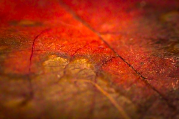 Starting to crack under pressure, My Backyard, Strathmore, AB, 2025-11-02