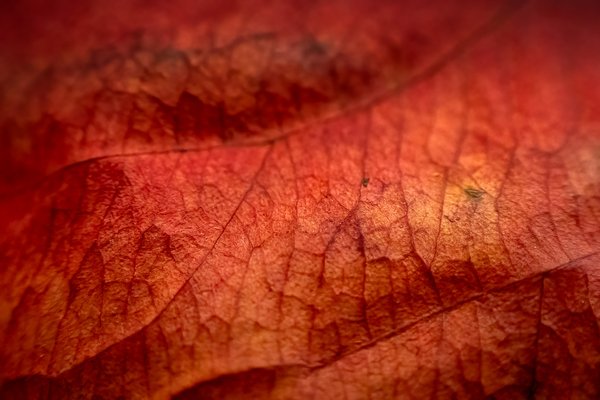 Red's Dead, My Backyard, Strathmore, AB, 2025-11-02