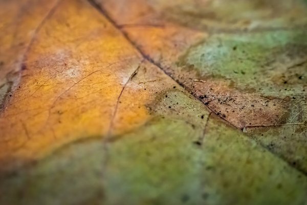 True Grit, My Backyard, Strathmore, AB, 2025-11-02