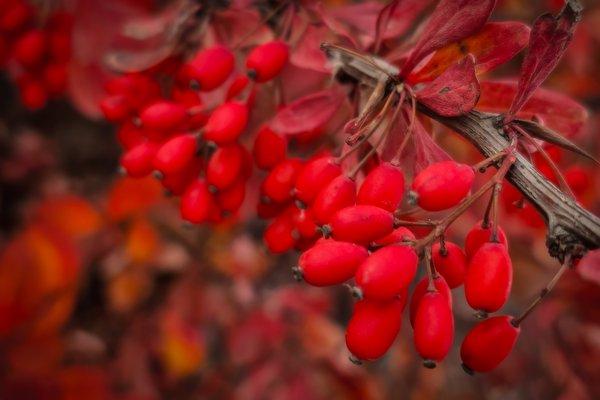 A berry big deal, Thomas Drive Pathway, Strathmore, AB, 2025-11-03