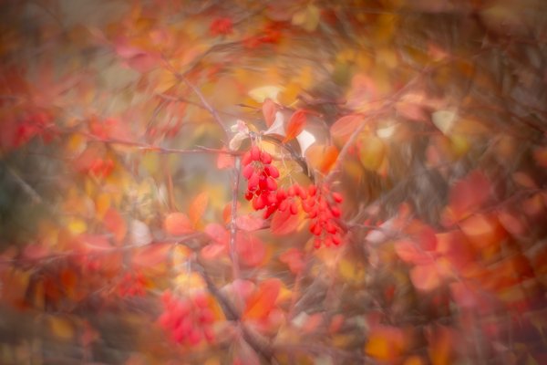 The Calgary Flames approve of this image, Thomas Drive Pathway, Strathmore, AB, 2025-11-05