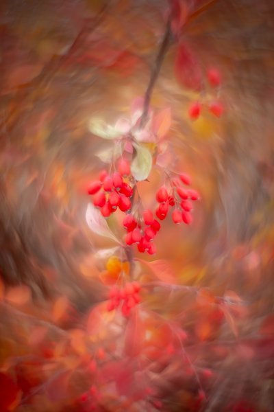 Tumbling head over heels, Thomas Drive Pathway, Strathmore, AB, 2025-11-05