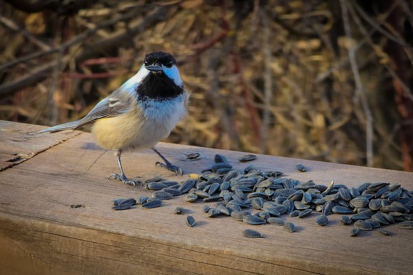 Chicka-dee-dee-dee, Drumheller, AB, 2025-11-10