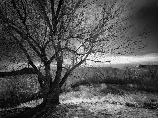 Hanging tree, Drumheller, AB, 2025-11-10