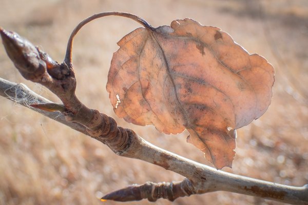 Walking wounded, Gray Park, Strathmore, AB, 2025-11-11