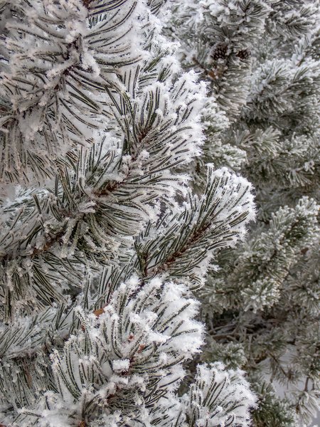 Pining for you 02, My Backyard, Strathmore, AB, 2026-01-04