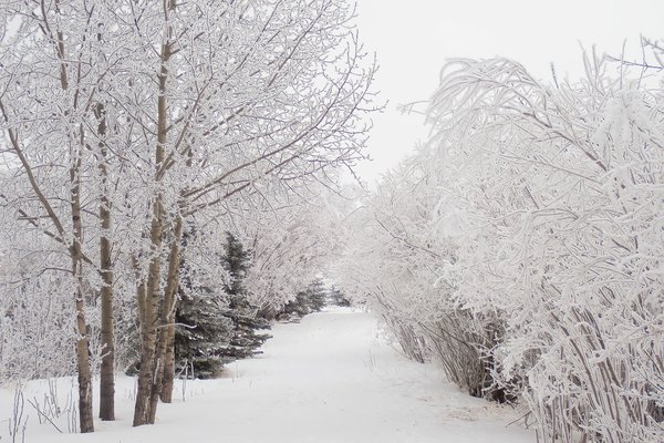 Have the place to myself, Gray Park, Strathmore, AB, 2026-01-04