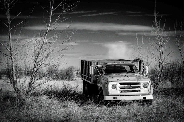 You can't Dodge me forever, Sunnyridge Farm, Kirriemuir, AB, 2026-04-04