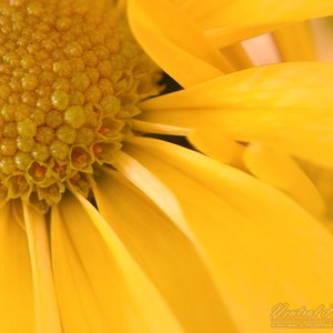 Flora & Fauna