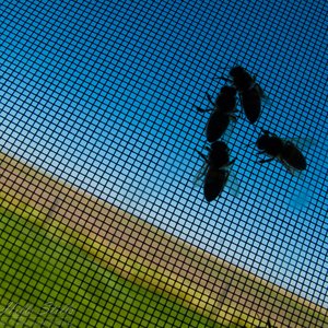 Bugz
