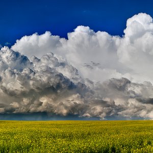 2012-07-23: Cumulonimbistic Canola