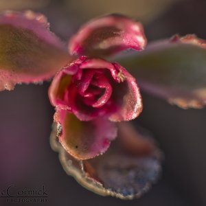 Ash: Flora / Fauna