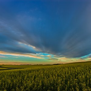 Dusk : July 12, 2013 : Canola Panoramic