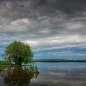 Tree at the Shore of Lac St. Anne, Alberta Beach, AB, 2020-07-09