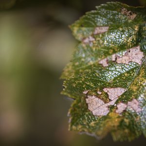 2022 Fall Pics from Strathmore