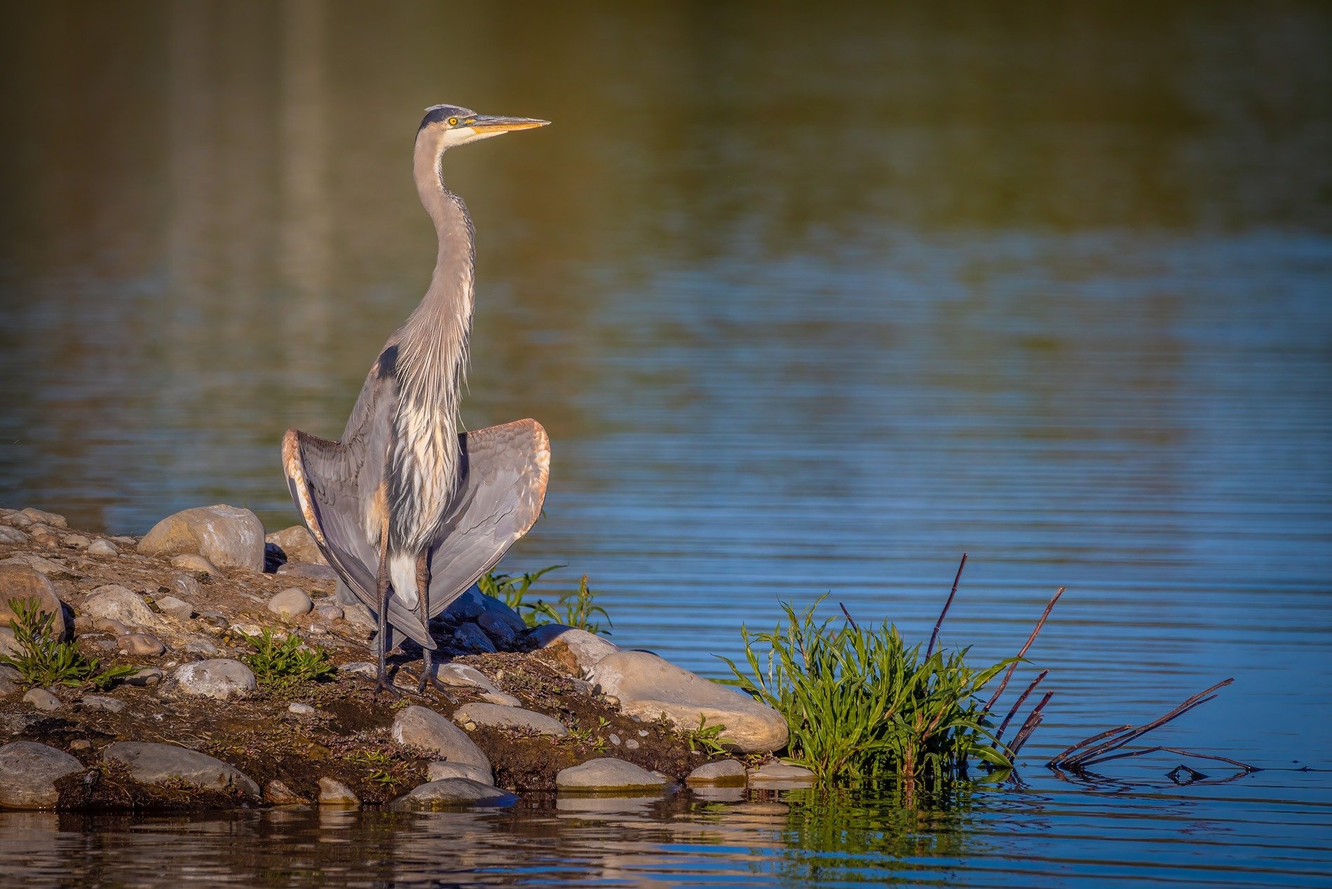 Blue Heron looking for the next meal, Upper Gray Pond, Strathmore, AB, 2026-06-08