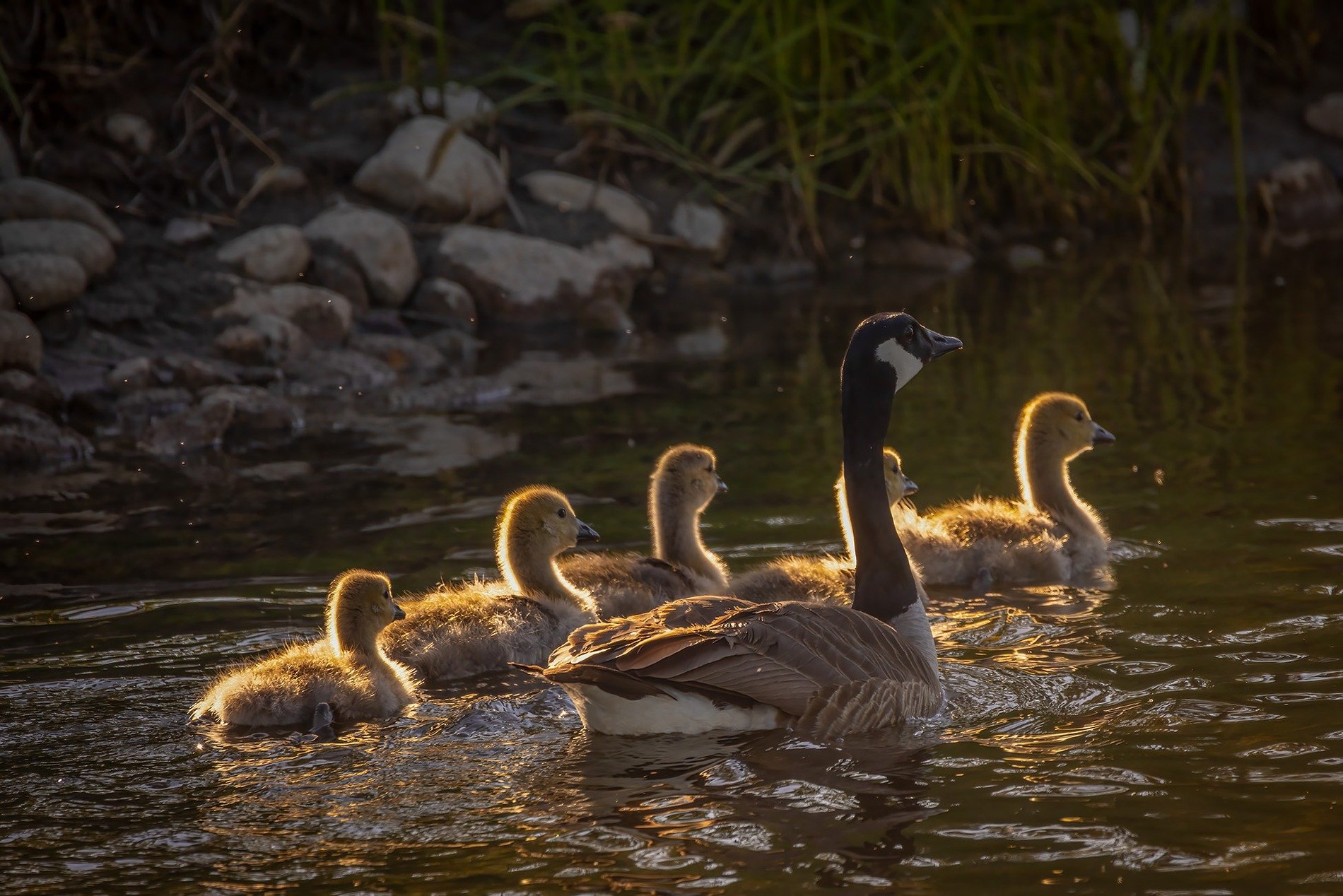 Cobra chicken flotilla in training, Irrigation Canal, Thomas Drive, Strathmore, AB, 2026-06-08