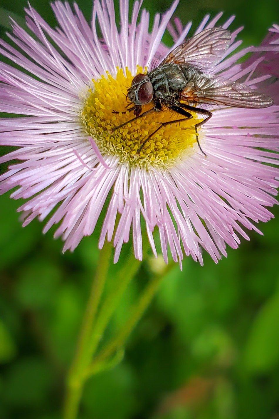 Fly in the ointment, My Front Yard, Strathmore, AB, 2026-06-30