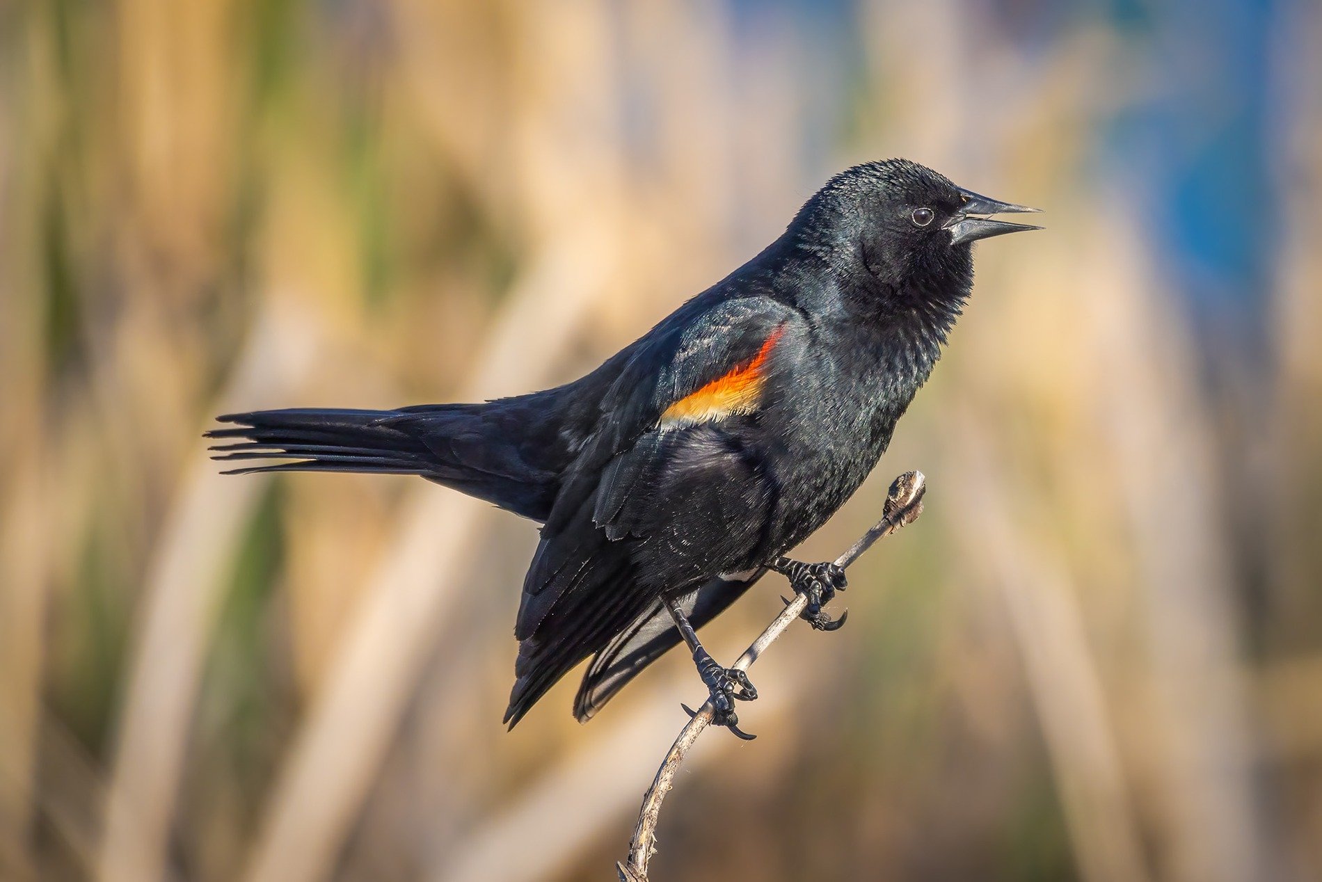 Get away from my woman, esse, Red-winged Blackbird, Upper Gray Pond, Strathmore, AB, 2026-06-08