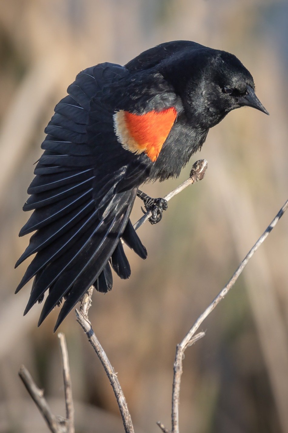 I'm The Batman, Red-winged Blackbird mogging, Upper Gray Pond, Strathmore, AB, 2026-06-08