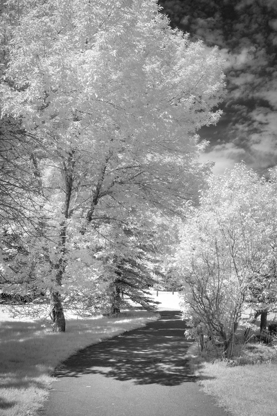 Path to intrigue, Lambert Park, Strathmore, AB, 2026-06-09