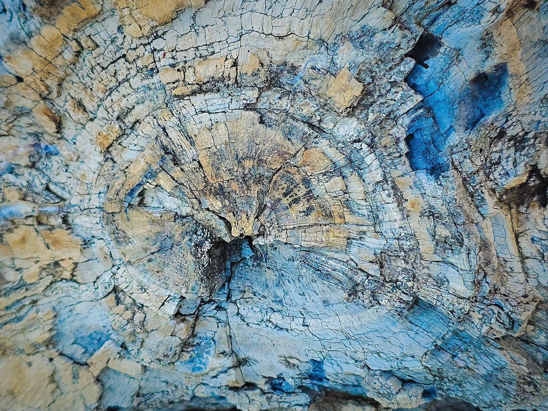 Petrified Log, Drumheller, AB, 2026-06-24