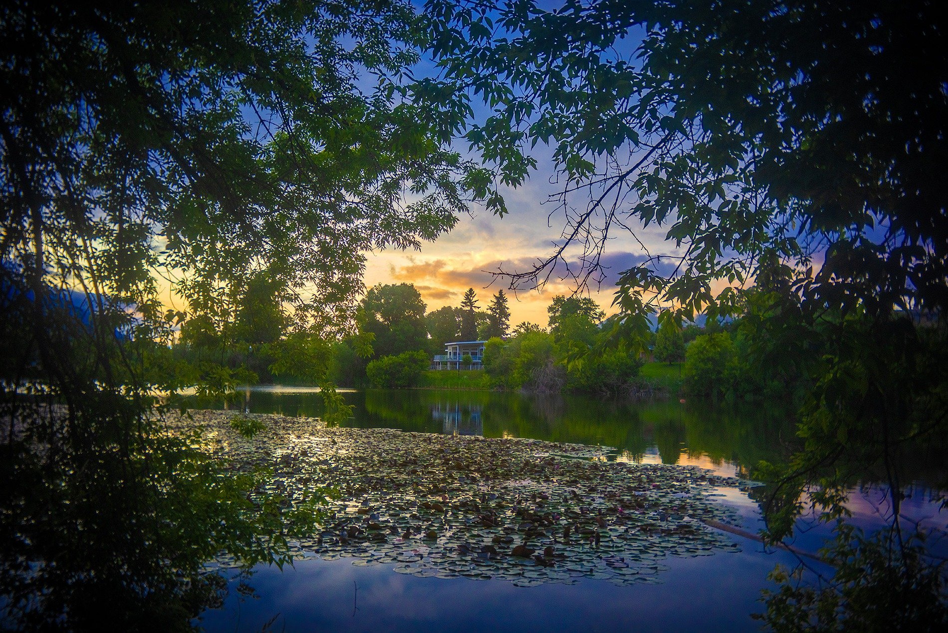 So many lily pads, Salmon Arm, BC, 2025-06-21
