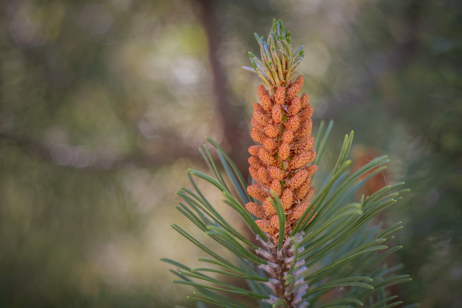 This cone has two scoops, My Backyard, Strathmore, AB, 2026-06-13