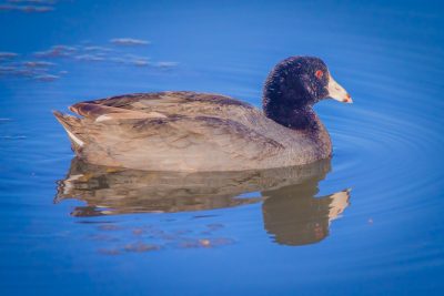 American Coot making an egress, Upper Gray Pond, Strathmore, AB, 2026-06-08