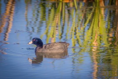 Cruise control, American Coot, Upper Gray Pond, Strathmore, AB, 2026-06-08