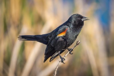 Get away from my woman, esse, Red-winged Blackbird, Upper Gray Pond, Strathmore, AB, 2026-06-08