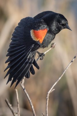 I'm The Batman, Red-winged Blackbird mogging, Upper Gray Pond, Strathmore, AB, 2026-06-08