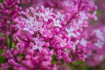 Lilacs after the ran, My front yard, Strathmore, AB, 2026-06-04