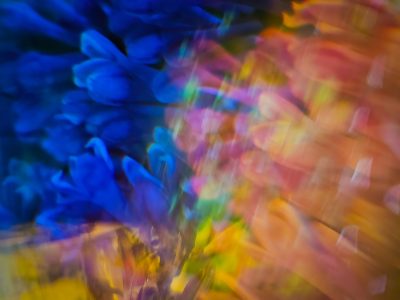 Lilacs vs prism, My Front Yard, Strathmore, AB, 2025-06-12