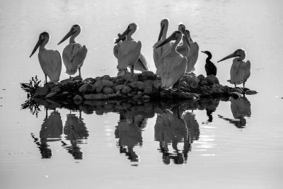 Motley Crue, er, Crew, Upper Gray Pond, Strathmore, AB, 2026-06-08
