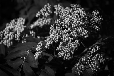 Nascent Mountain Ash Blossoms, My Backyard, Strathmore, AB, 2025-06-05