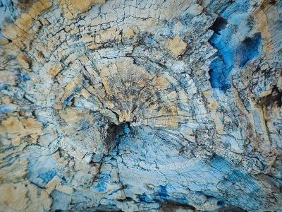 Petrified Log, Drumheller, AB, 2026-06-24
