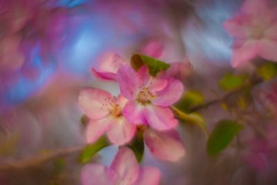 Pinky Dinky Do, Thomas Drive, Strathmore, AB, 2026-05-26