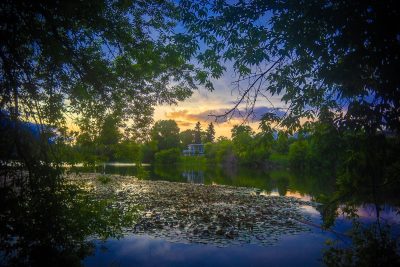 So many lily pads, Salmon Arm, BC, 2025-06-21