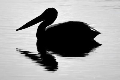 The Pelican Brief, Upper Gray Pond, Strathmore, AB, 2026-06-08 (B&W)