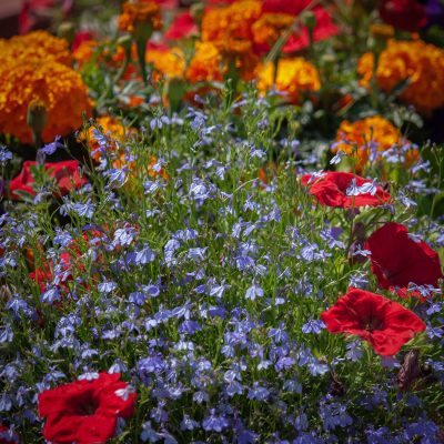 A close-up view of a lush garden bed filled with tiny blue lobelia flowers, accented by large red petunias in the foreground and bright orange marigolds in the background.