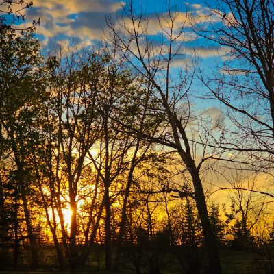 Silhouetted trees against a bright yellow and blue sunset sky.