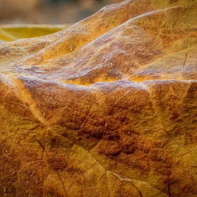 Close-up of the highly textured, dry, golden-brown surface of a bracket fungus.