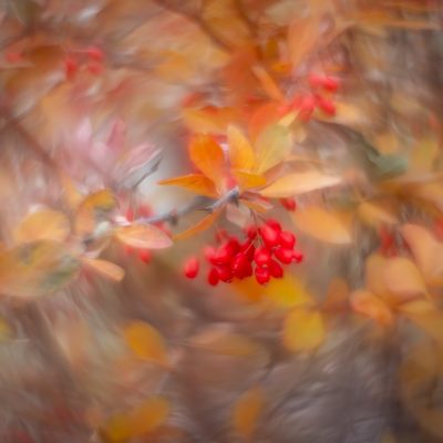 A close-up photo of a branch with bright red berries in sharp focus, surrounded by soft, swirling, out-of-focus yellow and orange autumn leaves.