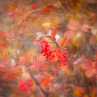 The Calgary Flames approve of this image, Thomas Drive Pathway, Strathmore, AB, 2025-11-05