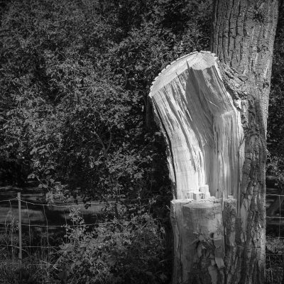 A black and white photograph of a split, light-colored tree stump in the foreground, with dense leafy trees and a wire fence behind it.