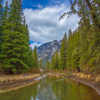 A vertical shot of a calm river reflecting a pine forest and a distant, rocky mountain peak. A fallen pine tree slants across the water, and the sky above is bright blue with white clouds.